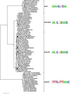 Replicon-Based Typing of IncI-Complex Plasmids, and Comparative Genomics Analysis of IncIγ/K1 Plasmids